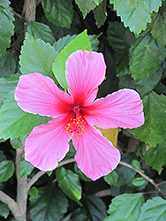 Lipstick Hibiscus (Hibiscus rosa-sinensis 'Lipstick') at Lakeshore Garden Centres