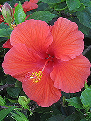 Red Darling Hibiscus (Hibiscus rosa-sinensis 'Red Darling') at Lakeshore Garden Centres
