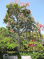 Silk Floss Tree (Ceiba speciosa) at Lakeshore Garden Centres