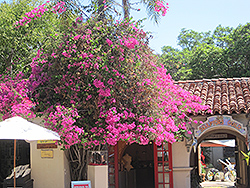 Tree Bougainvillea (Bougainvillea arborea) at Lakeshore Garden Centres