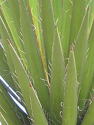 Torrey Yucca (Yucca torreyi) at Lakeshore Garden Centres