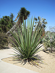 MacDougal's Century Plant (Furcraea macdougalii) at Lakeshore Garden Centres