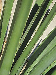 MacDougal's Century Plant (Furcraea macdougalii) at Lakeshore Garden Centres