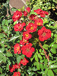 Wing Ding Rose (Rosa 'Wing Ding') at Lakeshore Garden Centres