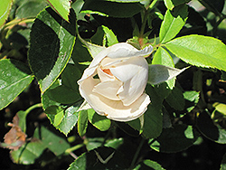 Wildeve Rose (Rosa 'Ausbonny') at Lakeshore Garden Centres