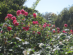 Fame! Rose (Rosa 'Fame!') at Lakeshore Garden Centres