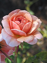 Anne Boleyn Rose (Rosa 'Anne Boleyn') at Lakeshore Garden Centres