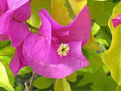 Golden Jackpot Bougainvillea (Bougainvillea 'Golden Jackpot') at Lakeshore Garden Centres