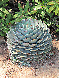 Kissho Kan Agave (Agave potatorum 'Kissho Kan') at Lakeshore Garden Centres