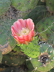 Eve's Needle Cactus (Austrocylindropuntia subulata) at Lakeshore Garden Centres