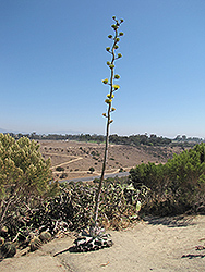 El Camaron Butterfly Agave (Agave potatorum 'El Camaron') at Lakeshore Garden Centres