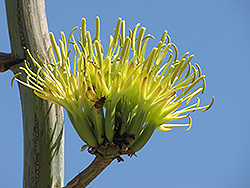 El Camaron Butterfly Agave (Agave potatorum 'El Camaron') at Lakeshore Garden Centres