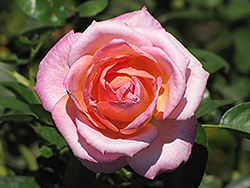 Elle Rose (Rosa 'Elle') at Lakeshore Garden Centres