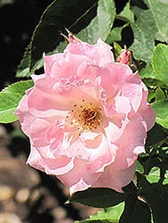 First Kiss Rose (Rosa 'JACling') at Lakeshore Garden Centres