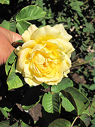 Honey Bouquet Rose (Rosa 'Honey Bouquet') at Lakeshore Garden Centres
