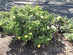 Sun Flare Rose (Rosa 'JACjem') at Lakeshore Garden Centres