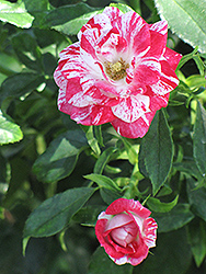 Rockin' Robin Rose (Rosa 'WEKboroco') at Lakeshore Garden Centres