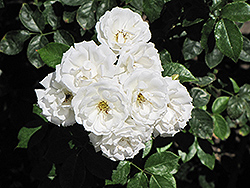 Pillow Fight Rose (Rosa 'WEKpipogop') at Lakeshore Garden Centres