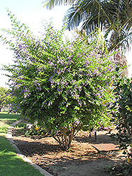 Golden Dewdrop (Duranta erecta) at Lakeshore Garden Centres