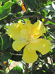 Yellow Moon Hibiscus (Hibiscus rosa-sinensis 'Yellow Moon') at Lakeshore Garden Centres
