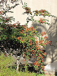 Red Bauhinia (Bauhinia galpinii) at Lakeshore Garden Centres