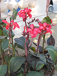 Rose Futurity Canna (Canna 'Rose Futurity') at Lakeshore Garden Centres