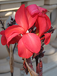 Rose Futurity Canna (Canna 'Rose Futurity') at Lakeshore Garden Centres