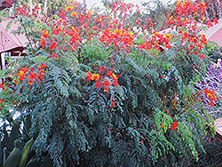 Mexican Bird Of Paradise (Caesalpinia pulcherrima) at Lakeshore Garden Centres