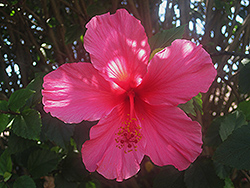 Lipstick Hibiscus (Hibiscus rosa-sinensis 'Lipstick') at Lakeshore Garden Centres
