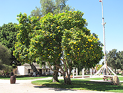 Yellow Trumpetbush (Tecoma stans) at Lakeshore Garden Centres