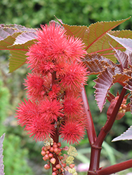 Castor Bean (Ricinus communis) at Lakeshore Garden Centres