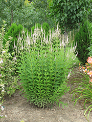 White Culver's Root (Veronicastrum virginicum 'Album') at Lakeshore Garden Centres