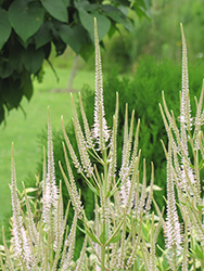 White Culver's Root (Veronicastrum virginicum 'Album') at Lakeshore Garden Centres