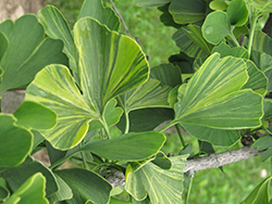 Majestic Butterfly Ginkgo (Ginkgo biloba 'Majestic Butterfly') at Lakeshore Garden Centres