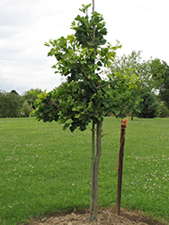 Majestic Butterfly Ginkgo (Ginkgo biloba 'Majestic Butterfly') at Lakeshore Garden Centres