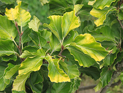 Rohan Gold Beech (Fagus sylvatica 'Rohan Gold') at Lakeshore Garden Centres