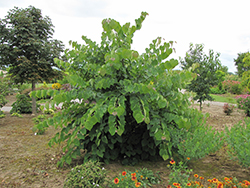 Little Woody Redbud (Cercis canadensis 'Little Woody') at Lakeshore Garden Centres