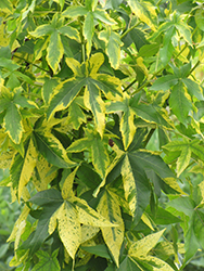 Variegated Sweet Gum (Liquidambar styraciflua 'Variegata') at Lakeshore Garden Centres