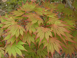 Sensu Full Moon Maple (Acer shirasawanum 'Sensu') at Lakeshore Garden Centres