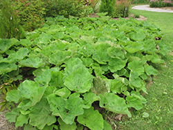 Common Butterbur (Petasites hybridus) at Lakeshore Garden Centres