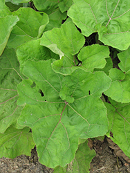 Common Butterbur (Petasites hybridus) at Lakeshore Garden Centres