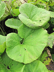 Giant Japanese Butterbur (Petasites japonicus 'var. giganteus') at Lakeshore Garden Centres