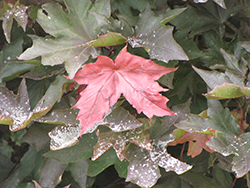 Crimson King Globe Norway Maple (Acer platanoides 'Crimson King Globe') at Lakeshore Garden Centres
