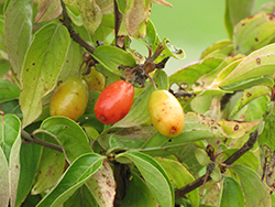 Golden Cornelian Cherry Dogwood (Cornus mas 'Aurea') at Lakeshore Garden Centres