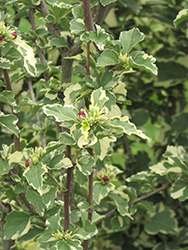 Variegated Rose of Sharon (Hibiscus syriacus 'Variegatus') at Lakeshore Garden Centres