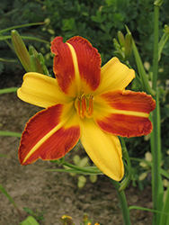 Frans Hals Daylily (Hemerocallis 'Frans Hals') at Lakeshore Garden Centres