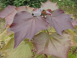 Purple Catalpa (Catalpa x erubescens 'Purpurea') at Lakeshore Garden Centres