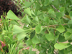 Chi Chi Dwarf Ginkgo (Ginkgo biloba 'Chi Chi') at Lakeshore Garden Centres