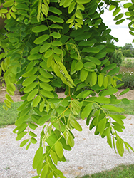 Frisia Locust (Robinia pseudoacacia 'Frisia') at Lakeshore Garden Centres