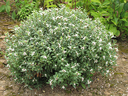 Summer Ice Daphne (Daphne x transatlantica 'Summer Ice') at Lakeshore Garden Centres